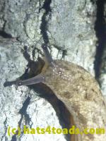 /home//u458753944/public_html/sourcegallery//Insects and small critters/slugs snails leaches (Gastropoda and Annelida)/P1030847.JPG